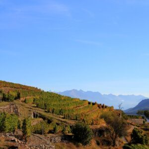 Aperitivo in Vigna